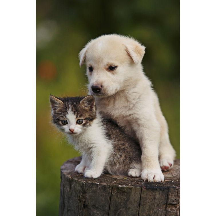 Cute Puppy And Kitten On The Grass Outdoor by Dixi Wrapped Canvas Photograph